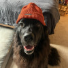 User avatar brendan k