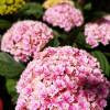 Sparkle 花火 avatar