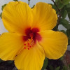 Barbara G avatar