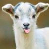 GOAT avatar