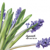 Hyacinth by Fidens Brewing Co