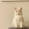 Ben Caplin avatar