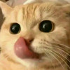 Alex avatar