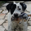 Bill Atkins avatar