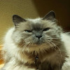 Bob M avatar